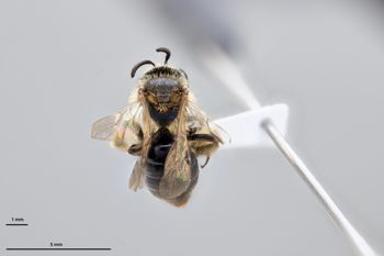 Media type: image;   Entomology 609603 Aspect: habitus dorsal view
